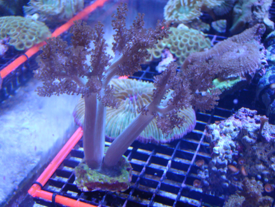  Cladiella australis (Colt Coral, Finger Branching Soft Coral, Cauliflower Coral)